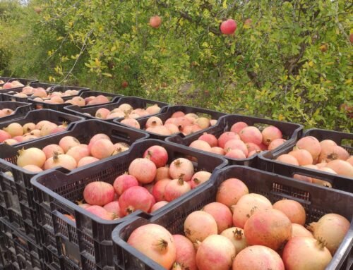 Ingeniafruta: La tienda online para disfrutar de la fruta de temporada