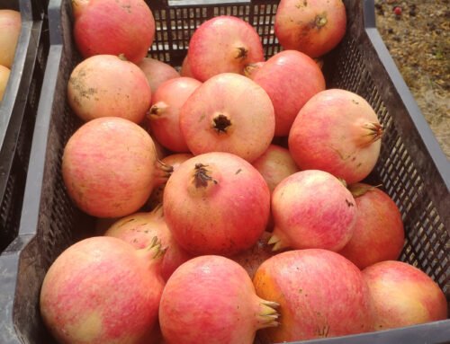 Descubre Ingeniafruta: Tu Tienda Online de Fruta de Temporada