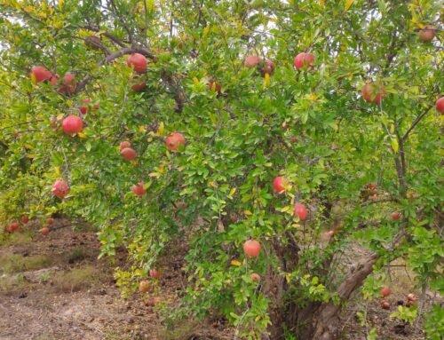 Descubre Ingeniafruta: La tienda online de fruta de temporada