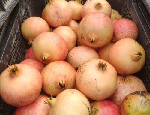 Descubre Ingeniafruta: La Tienda Online para Fruta de Temporada